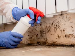  Iowa, LA Mold Removal & Remediation Pros